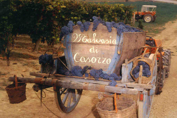 Come si produce la Malvasia di casorzo D.O.C.